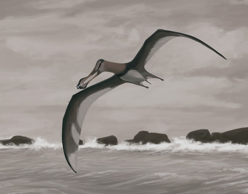 Artist's reconstruction of a species of Siroccopteryx.